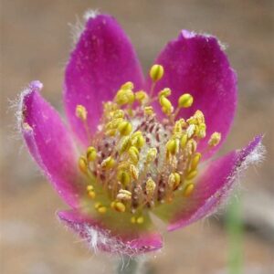 Anemone multifida