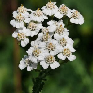 Achillea millefolium