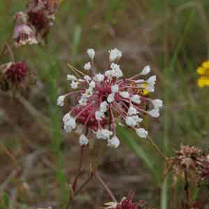 Abronia fragrans
