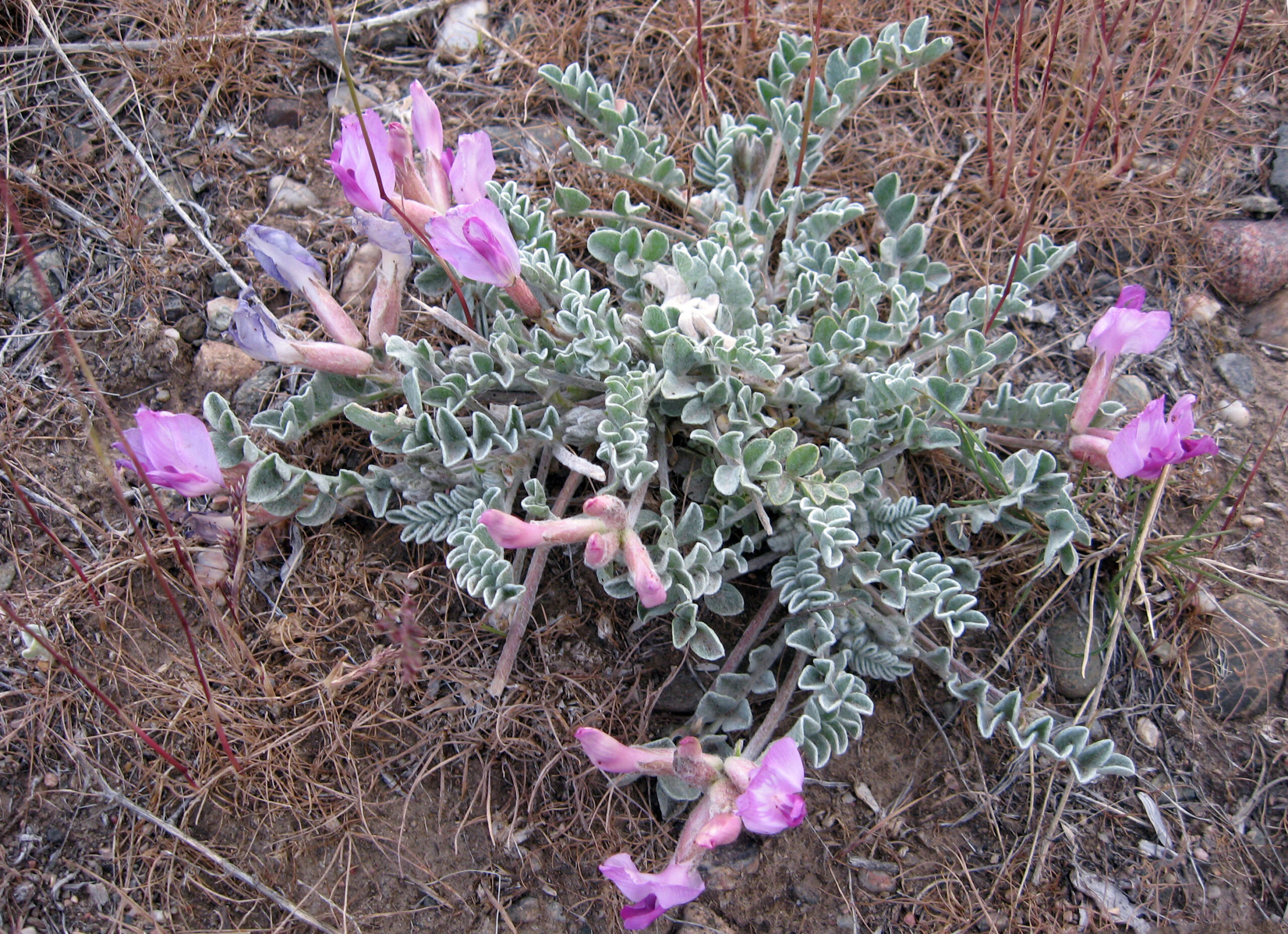 Astragalus utahensis