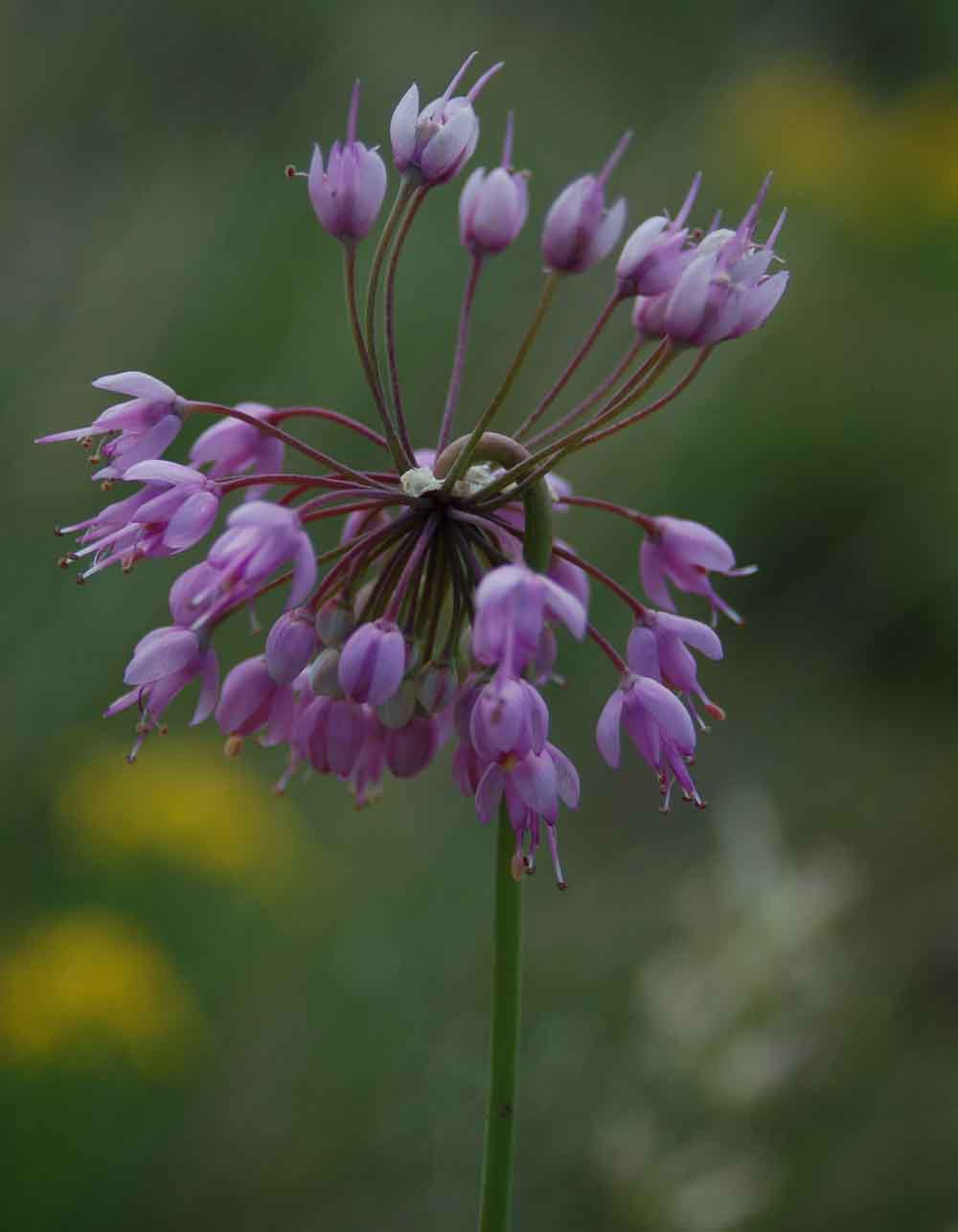 Allium cernuum