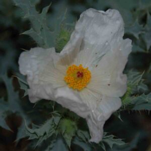 Argemone polyanthemos
