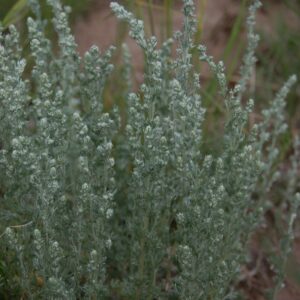 Artemisia frigida