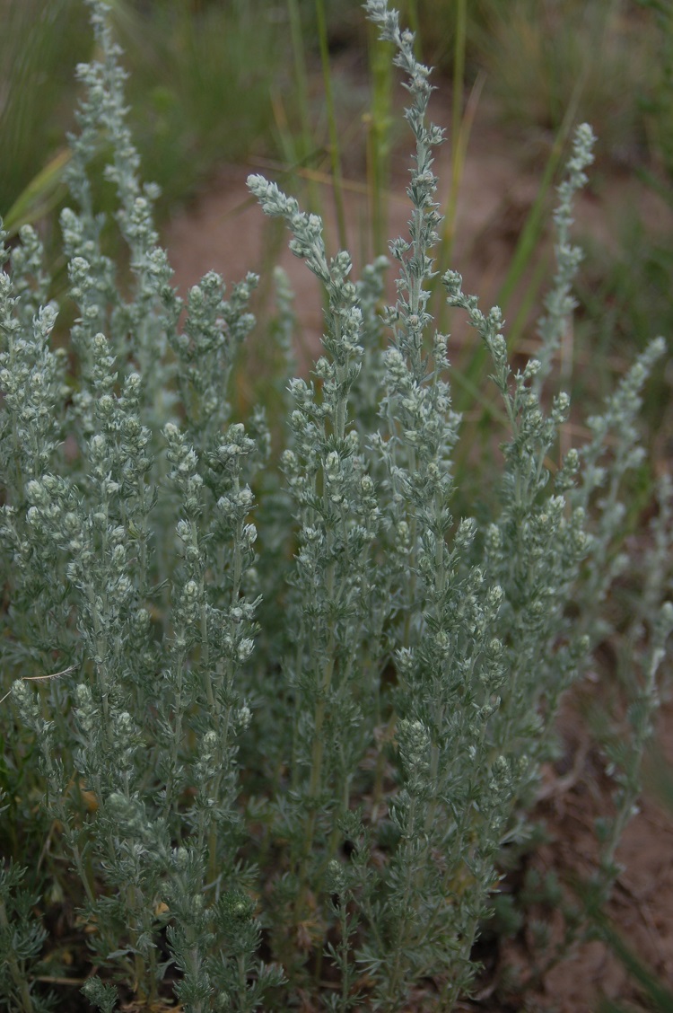 Artemisia frigida