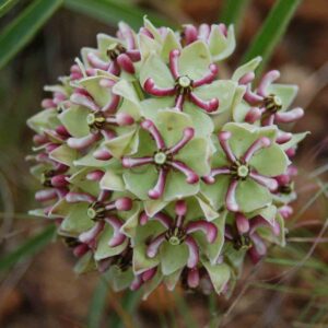 Asclepias asperula