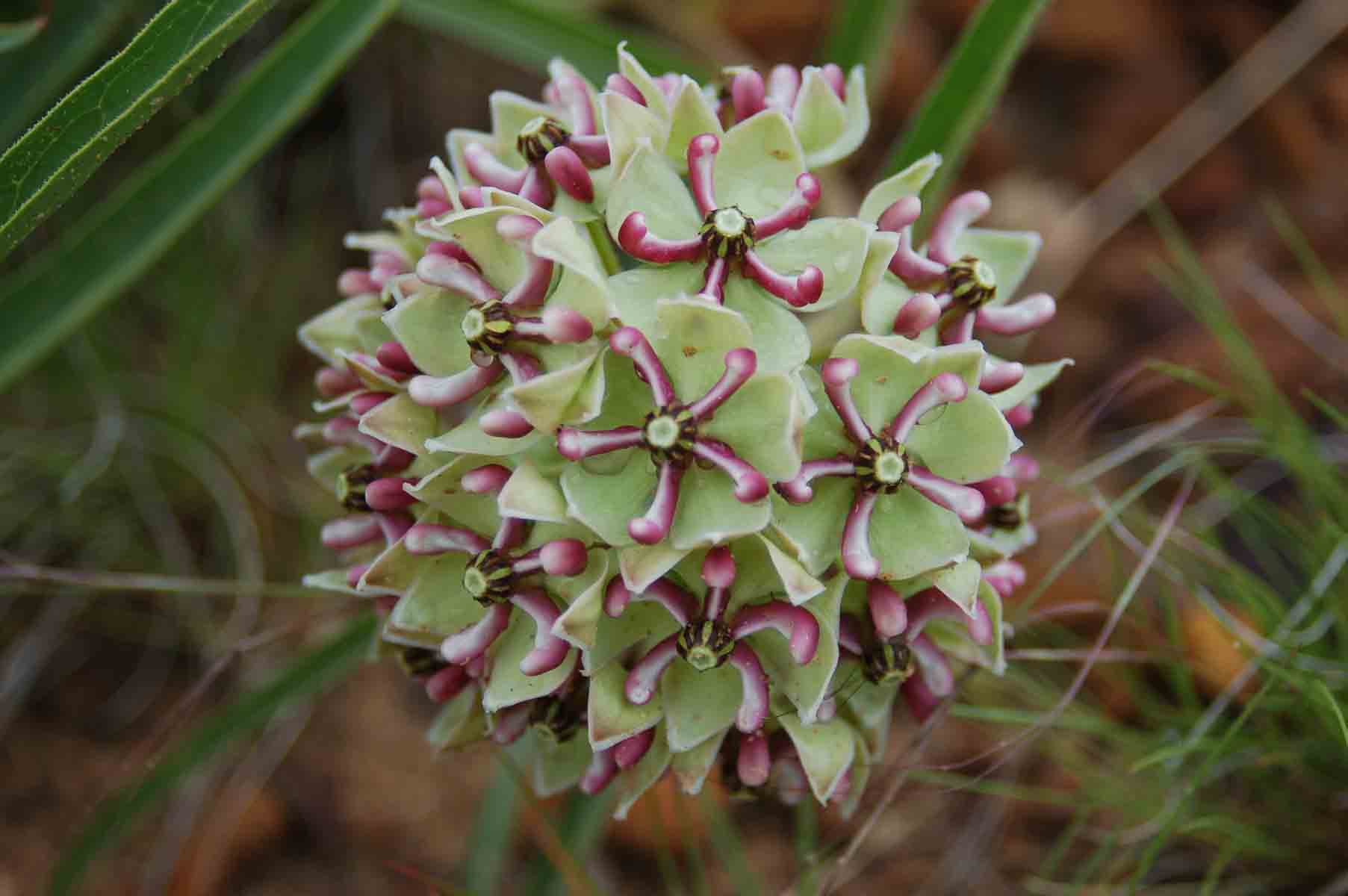 Asclepias asperula