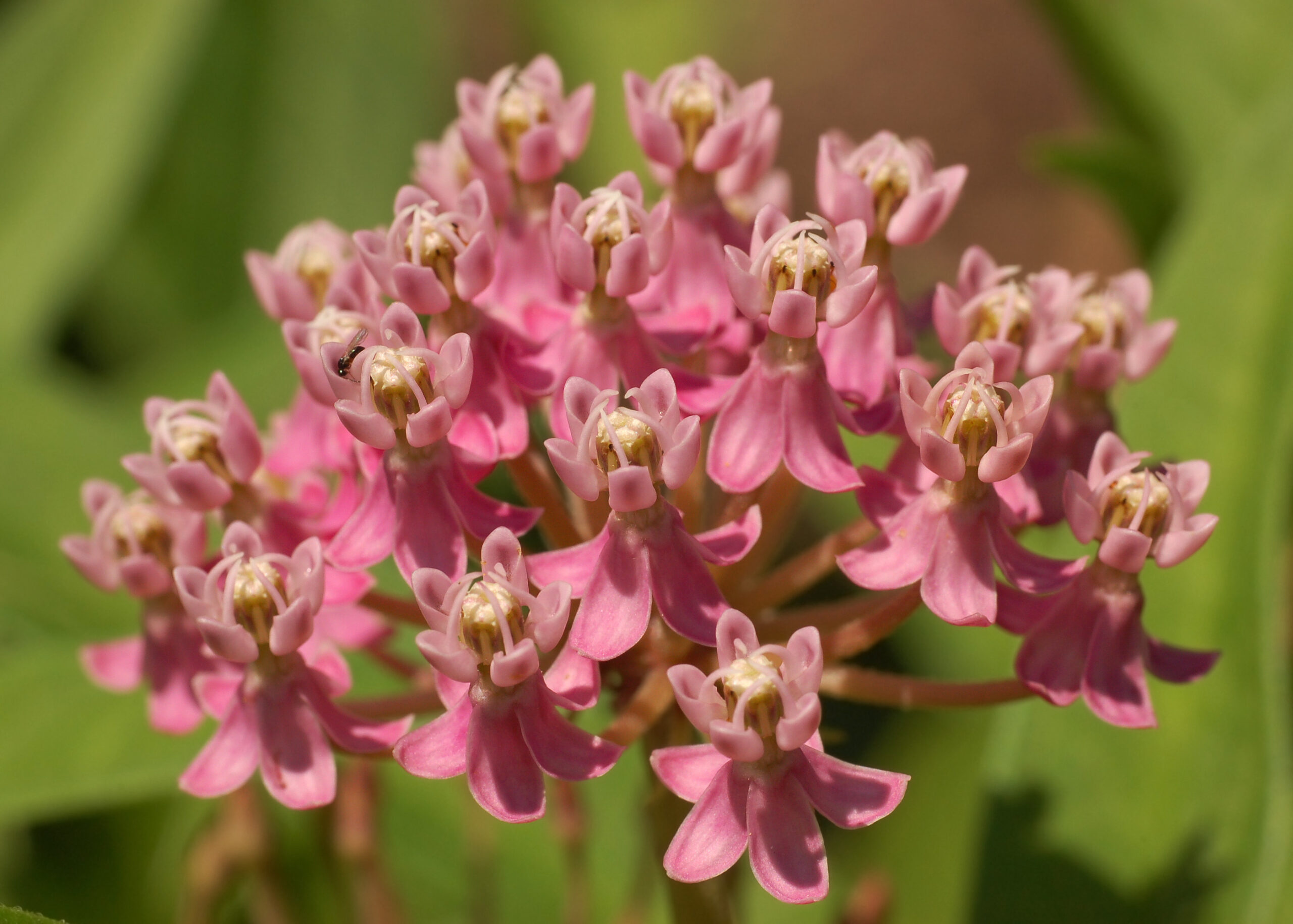 Asclepias incarnata