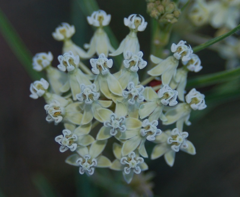 Asclepias subverticillata
