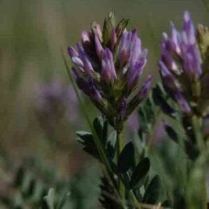 Astragalus adsurgens