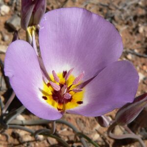 Calochortus flexuosus