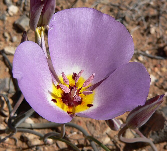 Calochortus flexuosus