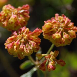 Eriogonum umbellatum