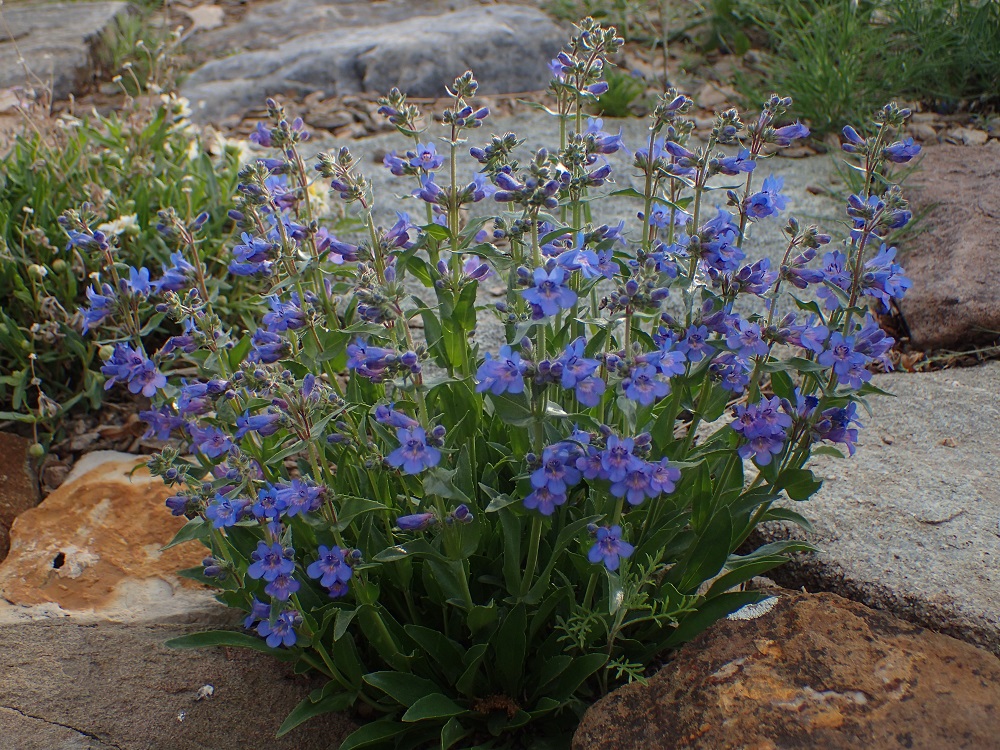 Penstemon cyanocaulis
