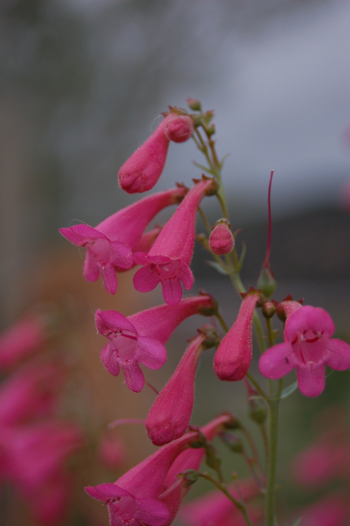 Penstemon pseudospectabilis