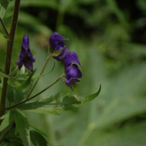 Aconitum columbianum