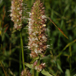 Agastache urticifolia