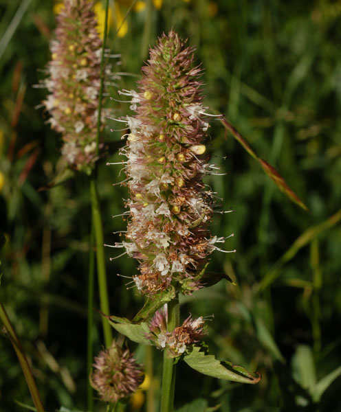 Agastache urticifolia