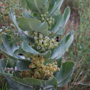 Asclepias latifolia