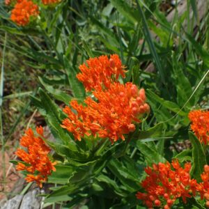 Asclepias tuberosa