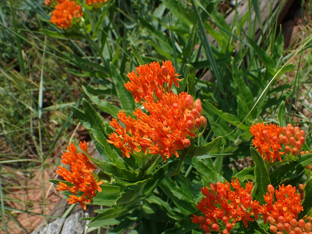Asclepias tuberosa