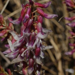 Astragalus bisulcatus