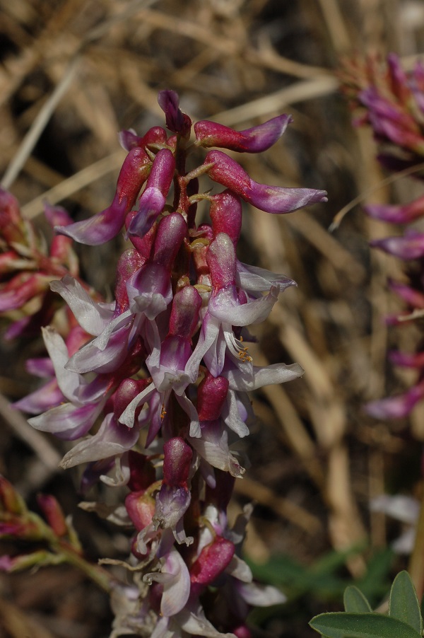 Astragalus bisulcatus