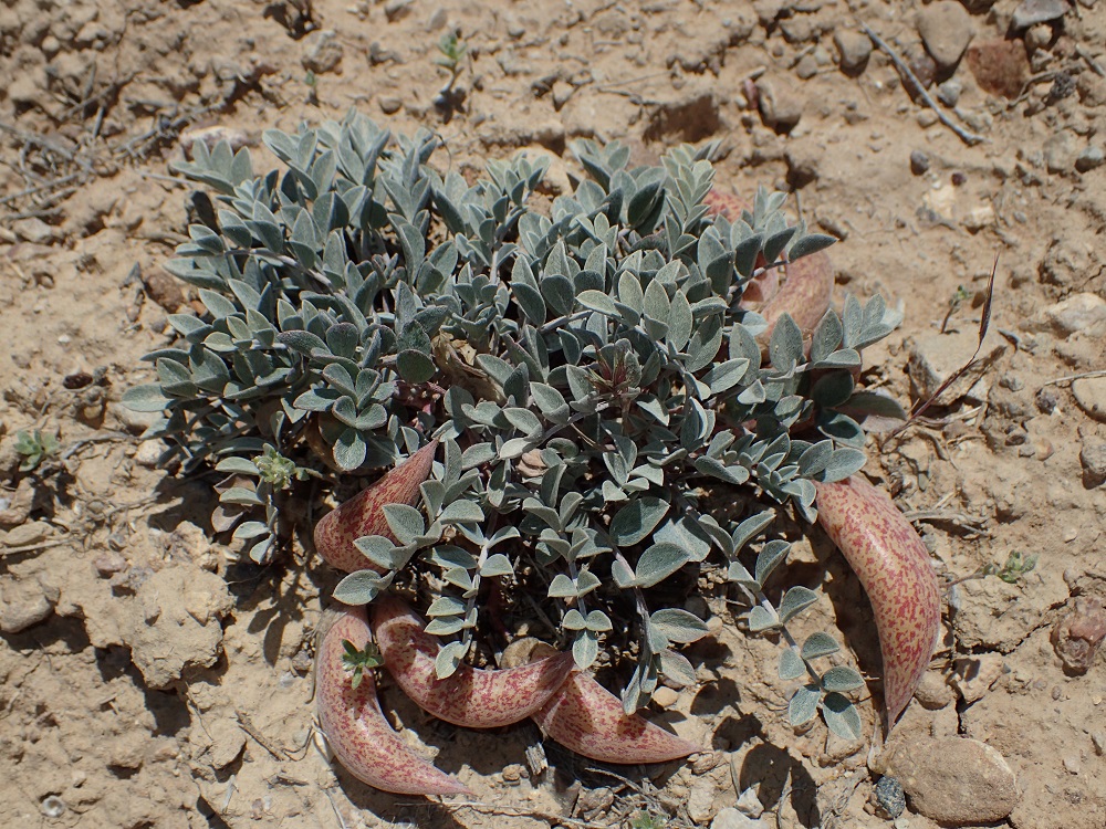 Astragalus shortianus