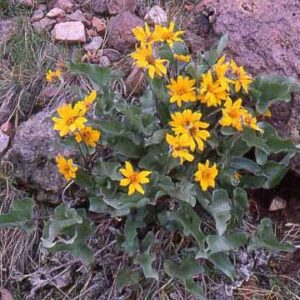 Balsamorhiza sagittata