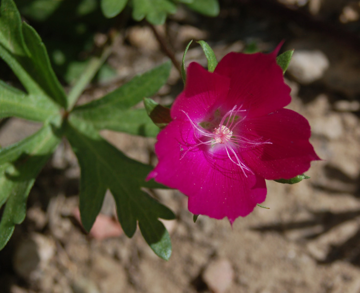 Callirhoe involucrata