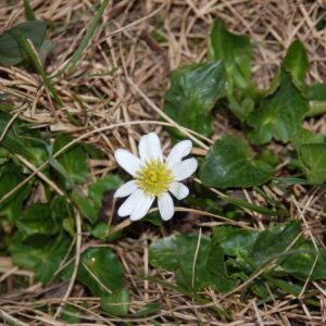 Caltha leptosepala