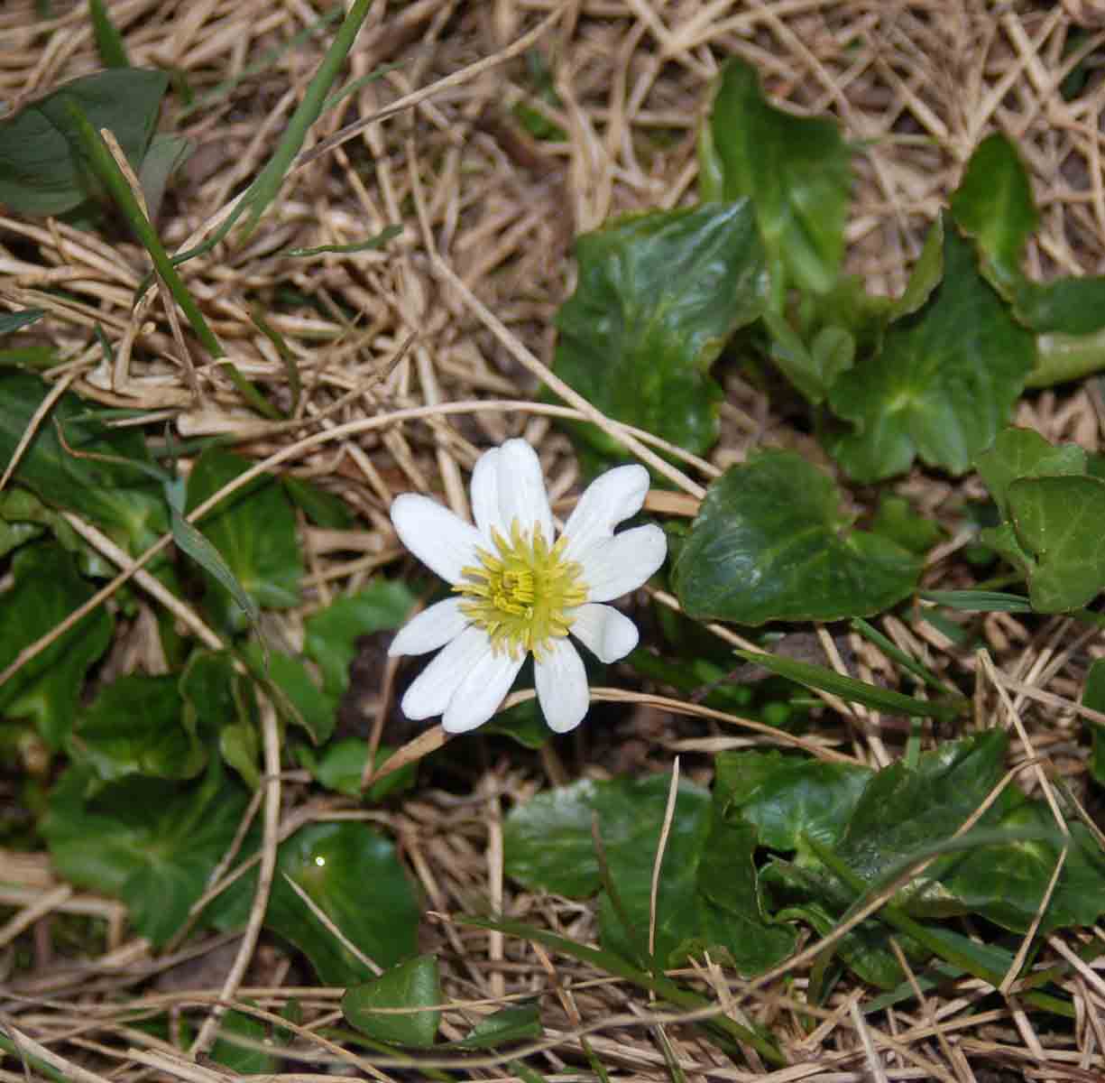 Caltha leptosepala