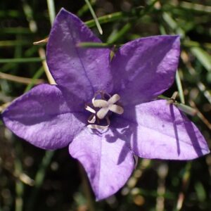 Campanula parryi