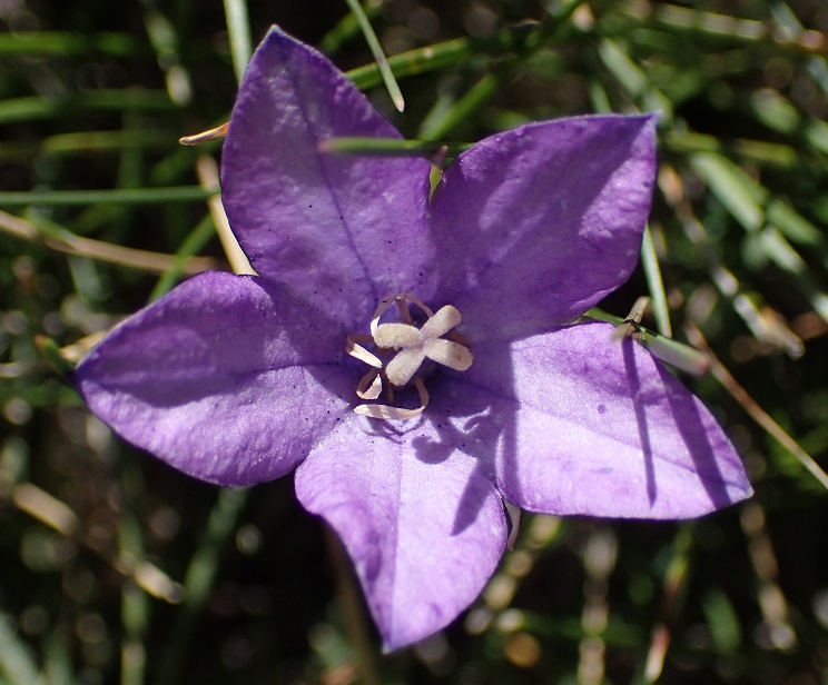Campanula parryi