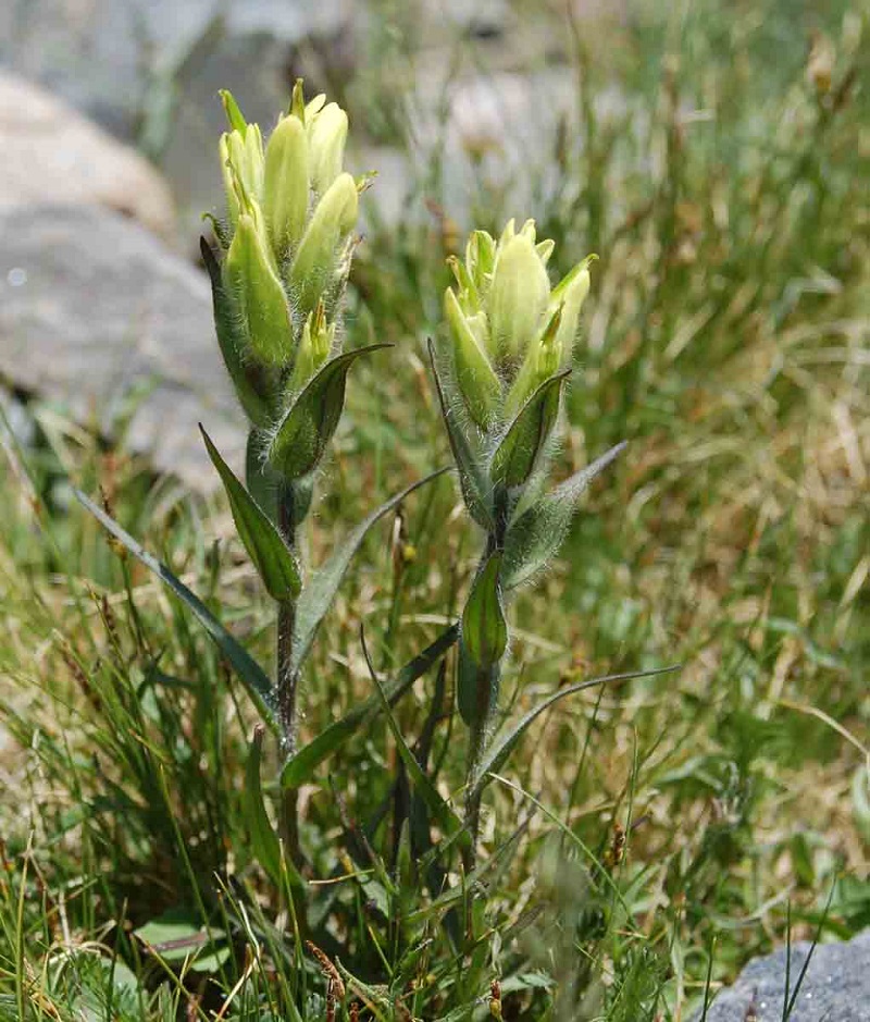 Castilleja occidentalis