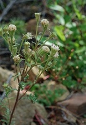 Chaenactis douglasii