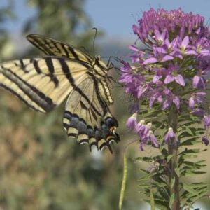 Cleome serrulata
