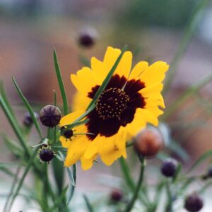 Coreopsis tinctoria