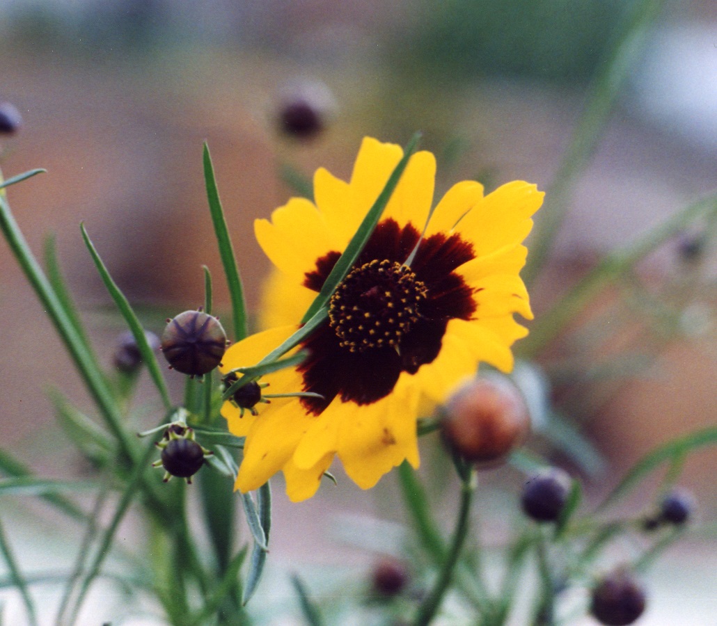 Coreopsis tinctoria