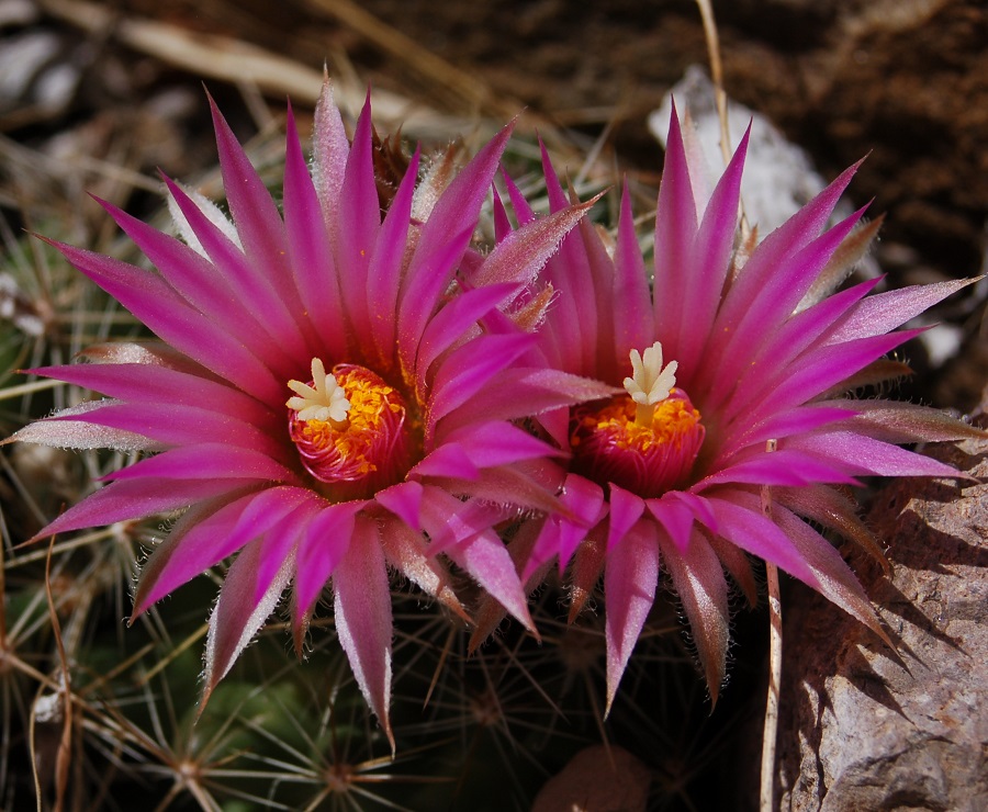 Coryphantha vivipara