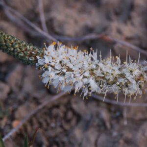 Dalea candida