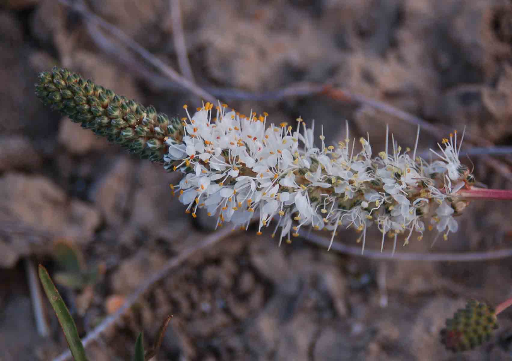 Dalea candida