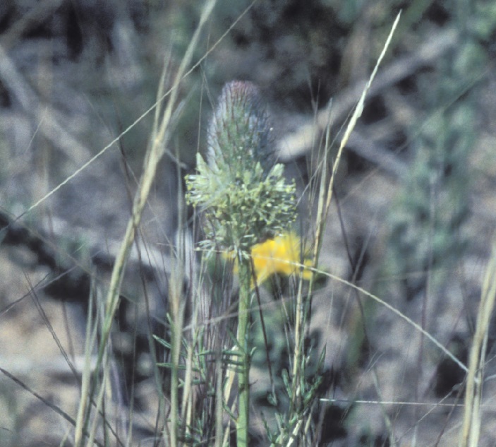 Dalea cylindriceps