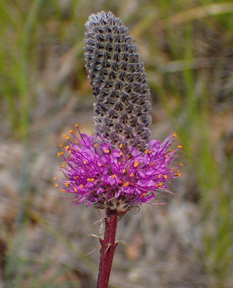 Dalea purpurea