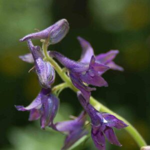 Delphinium barbeyi