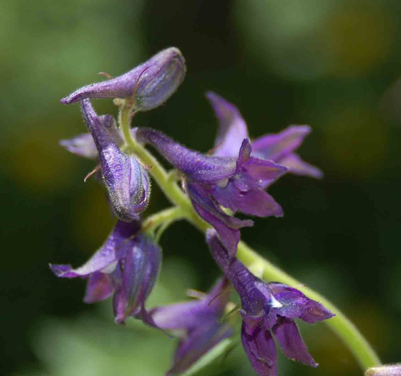 Delphinium barbeyi