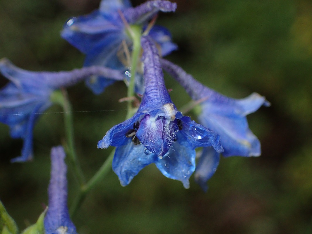 Delphinium ramosum