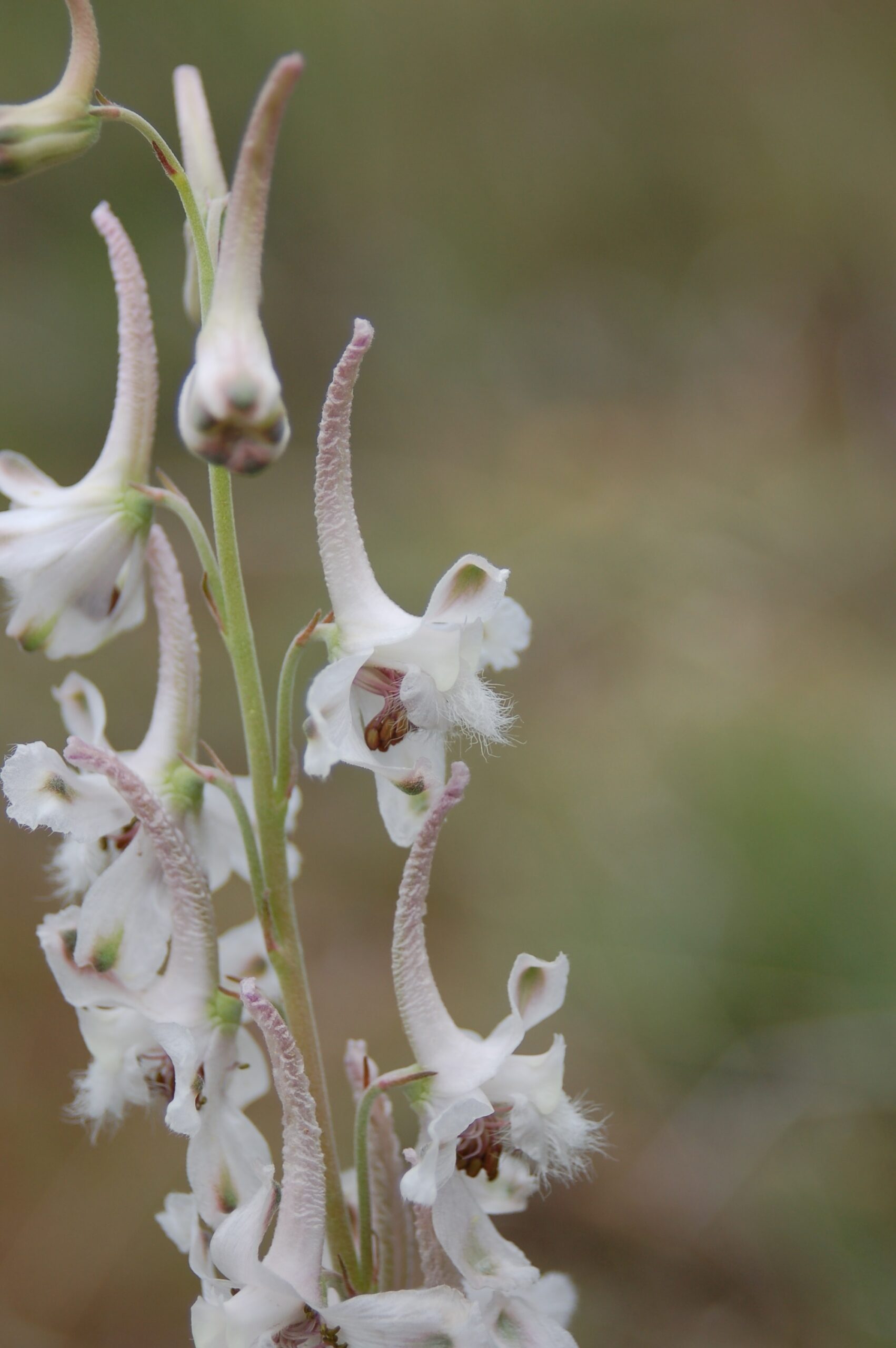 Delphinium virescens