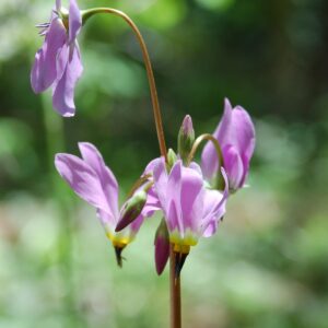 Dodecatheon pulchellum