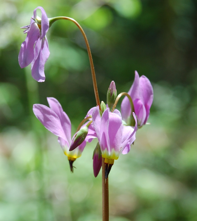 Dodecatheon pulchellum