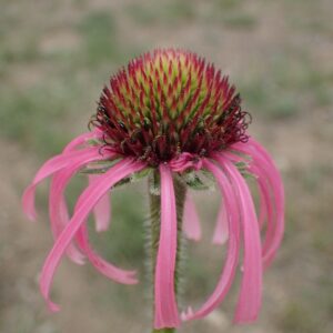 Echinacea angustifolia